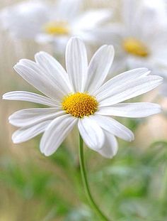 a white flower with yellow center surrounded by other flowers in the background