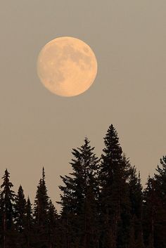 Do It Yourself Nails, Look At The Moon, Whole Body