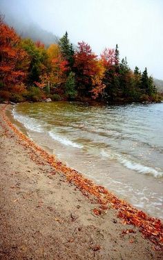 the beach is covered in autumn leaves and has trees lining the shore with colorful foliage