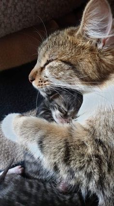 a cat that is laying down with its head on another cat