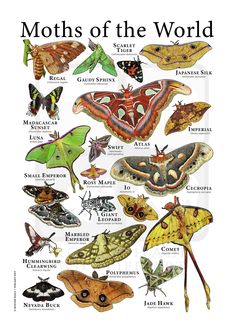 moths of the world on a white background