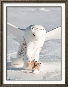 a snowy owl with it's wings spread out in the snow