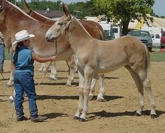 a woman in blue overalls and cowboy hat standing next to two horses on dirt ground