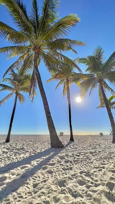 three palm trees on the beach under a bright blue sky with sun shining through them