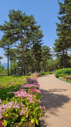 the path is lined with pink flowers and green trees in the distance are many pine trees