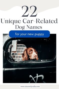 car themed dog names Space Dog, Cool Car, Puppy Names