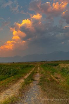 a dirt road in the middle of an open field with grass and bushes on both sides