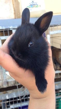 a person holding a small black rabbit in their hand and it's head up to the camera