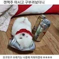 a small white dog with a red bandanna on it's head is laying next to a can of soda