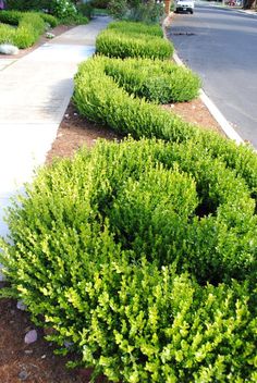 some very pretty green bushes by the side of the road