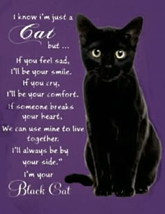 Black Cat Quotes, Twin Cats, Black Cat Breeds, I Miss My Cat, Cat Poems, Cat Love Quotes, Cat Language, Cat Quotes Funny, Cute Little Kittens