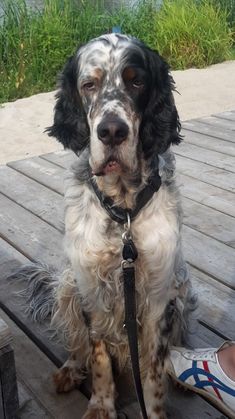 a black and white dog sitting on top of a wooden deck