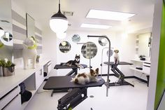 a dog laying on a treadmill in a room with lots of mirrors and lights