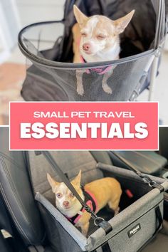 small pet travel essentials for traveling with your dog or cat in the back seat