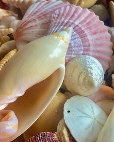 several seashells and starfish are shown in this close up photo, including one shell