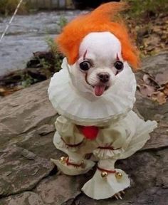 a small dog dressed up like a doll with an orange hair and white dress on