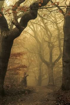 a person standing in the middle of a forest with trees and leaves all around them