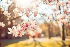 the sun shines brightly on pink blossoms in this park scene with trees and grass