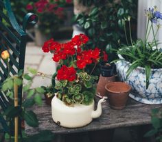 some red flowers are sitting on a wooden table in the middle of potted plants