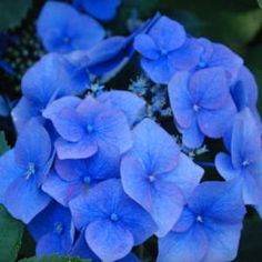 blue flowers with green leaves in the background