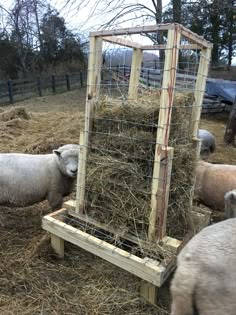 some sheep are eating hay out of a cage