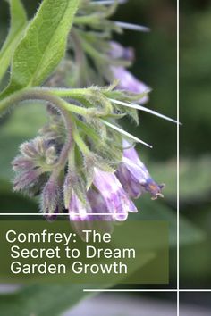 a close up of a flower on a plant with the words, comfy the secret to dream garden growth