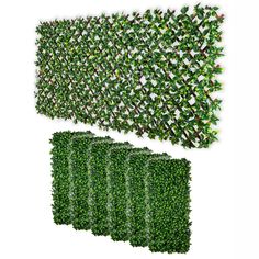 a group of green plants that are next to each other on a white background,