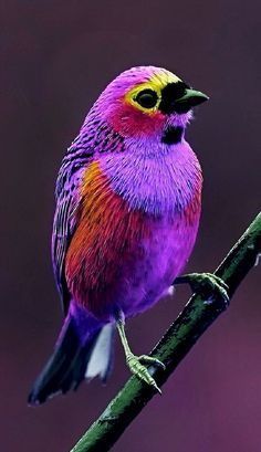 a colorful bird sitting on top of a tree branch