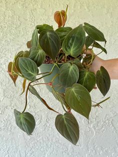 Heart shaped velvety greenish bronze leaves on Philodendron Micans -Houseplant411 Micans Philodendron, Philodendron Care, Live Indoor Plants, Household Plants, Plants Are Friends, Low Light Plants