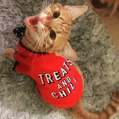 a cat wearing a red shirt with the words treat and chill on it's chest