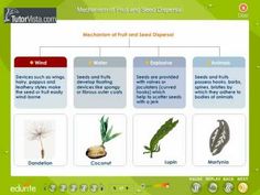 a screen shot of the mechanism of plant and seed diffrents in plants