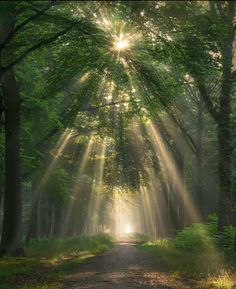 the sun shines through the trees into a forest path that is surrounded by green grass and