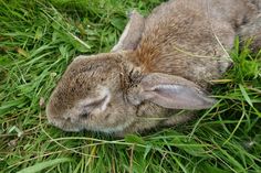 a rabbit is laying in the grass with it's head down and eyes closed