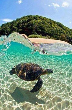 an image of a turtle swimming in the ocean with water bubbles and trees behind it