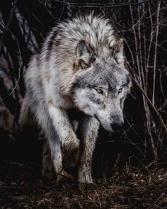 a gray wolf walking through the woods at night