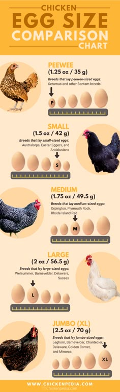 the chicken size comparison chart shows how many different chickens are in each egg hatcher