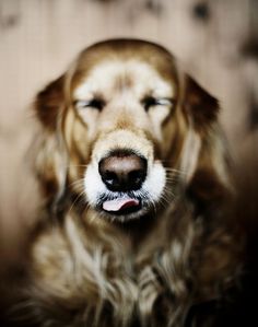 a close up of a dog's face with it's eyes closed and tongue out