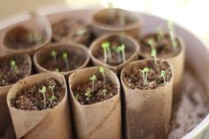 there are many small plants growing out of the soil in paper tubes with text reading creciendo semllas y plantes en contenes en coneeadores biodegraables