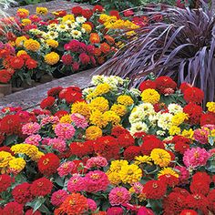 many different colored flowers are in the garden