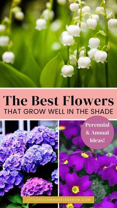 the best flowers that grow well in the shade