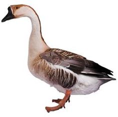 a duck is standing on one leg