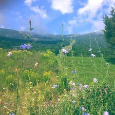 wildflowers and other flowers in a field with mountains in the background