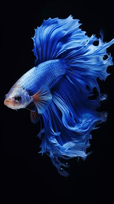 a blue siamese fish with white tips on its tail, swimming against a black background