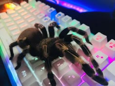 a large spider sitting on top of a computer keyboard