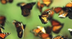 many orange and black butterflies flying in the air