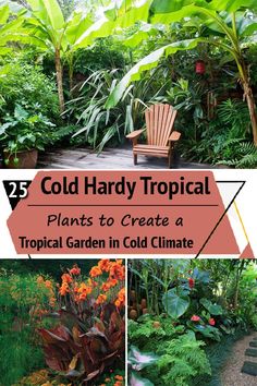 several different types of tropical plants in the garden with text overlay that says cold hard tropical