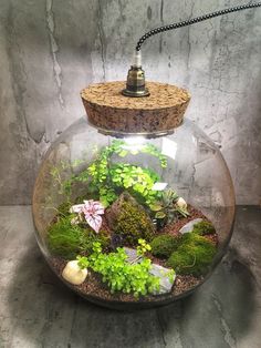 a glass bowl filled with plants and rocks on top of a stone wall next to a light