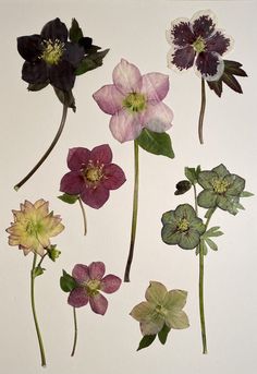 several different types of flowers on a white background