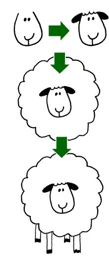 three sheep are shown with arrows pointing to each other