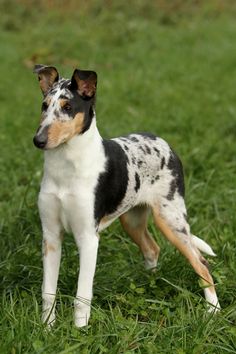 a small dog standing on top of a lush green field